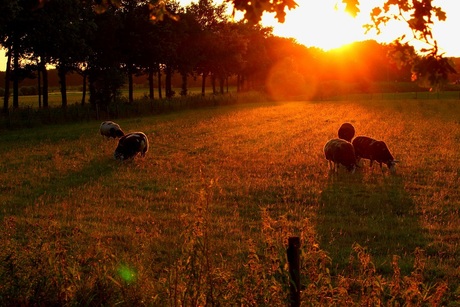 Sunset Sheep