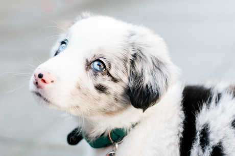 Australian Shepherd/Bordercollie