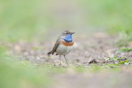 Blauwborst