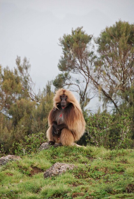 Gelada-mannetje in Simien Mountains Ethiopie