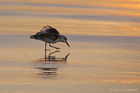Drieteen speurt naar lekker hapje
