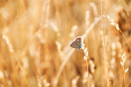 Vlinder in de avondzon