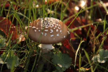 De gouden paddestoel/panter amaniet