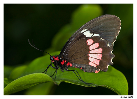 Parides iphidamas