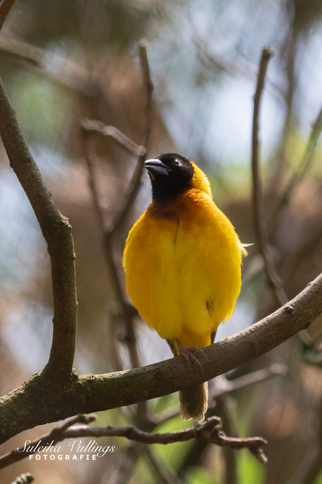 Zwartkop wever vogel