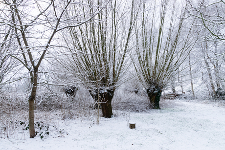 winterse tuin