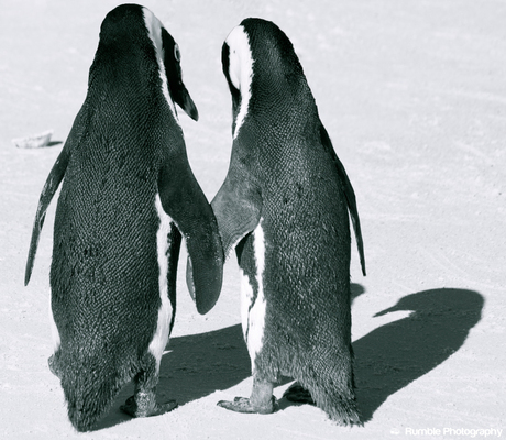 Pinguins in love