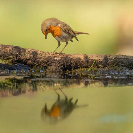 Roodborst met spiegelbeeld
