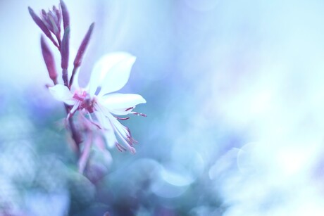 schátten zijn jullie