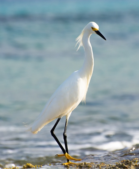 Grote witte reiger