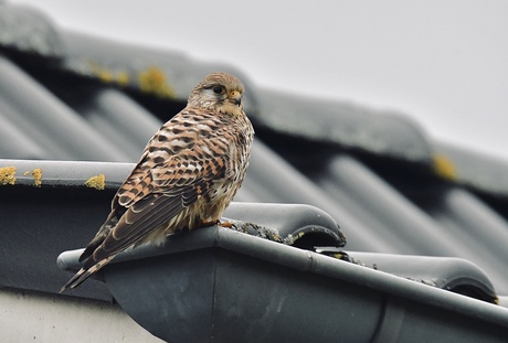 Torenvalk op de dakgoot