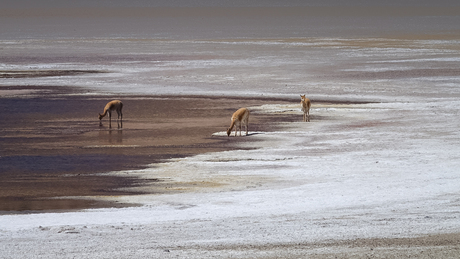 Altiplano