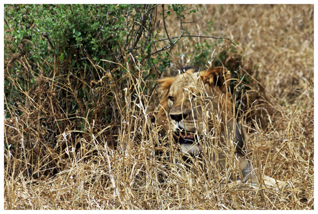 Lion Kenia