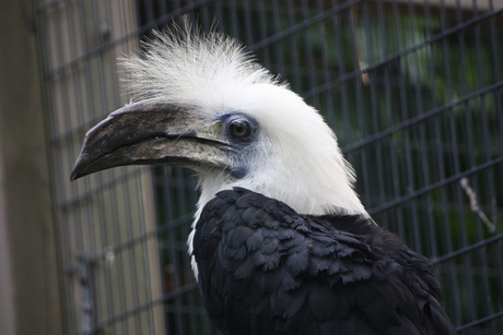 avifauna