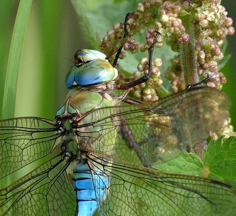 De grote keizer libelle eet een vlieg. 