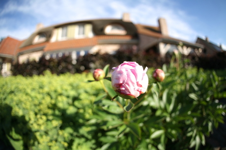 bloemen op den hoek