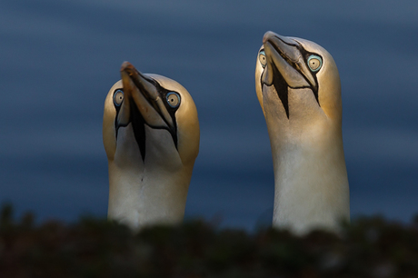 wij zien je wel fotograaf
