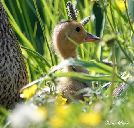 "Duckling enjoying sunshine...."