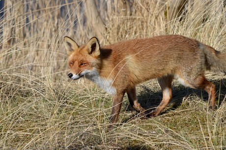 nogmaals ..... de vos