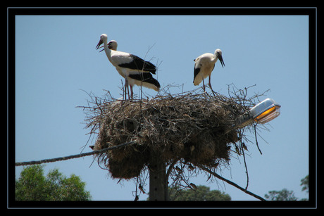 Ooievaars in Portugal