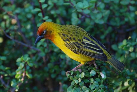 Spectacled Weaver in het wild