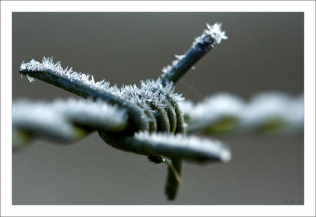 Icy Barbwire