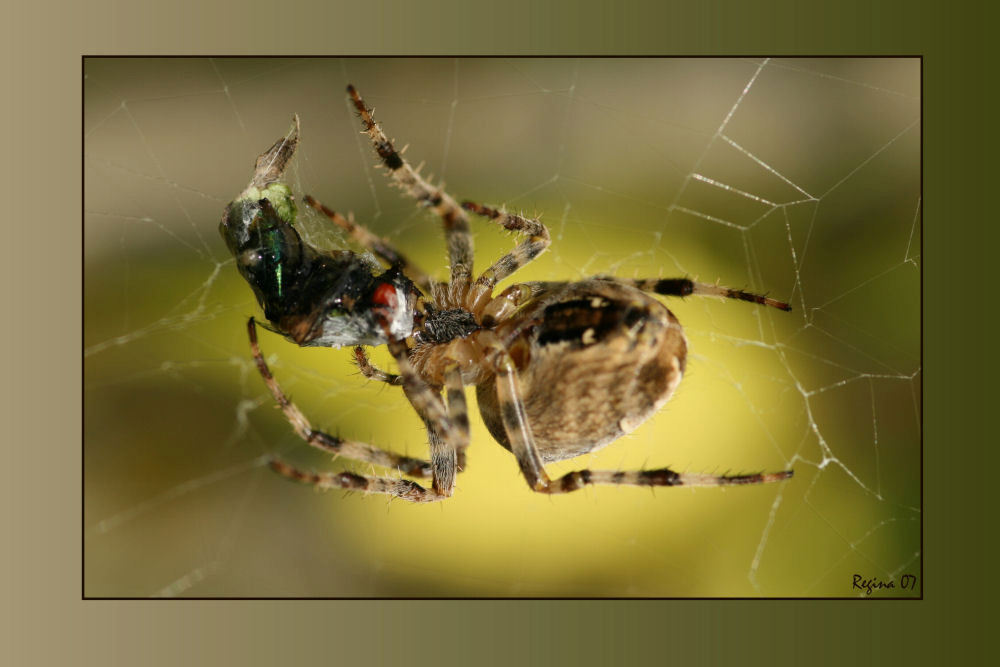 eetsmakkelijk - spin eet vlieg

fijne avond regina


Hallo Mede Zoomers, ook ik vind dat de spin aan de achterzijde wat scherpte mist, maar buiten fotograferen  - foto door edreg op 09-09-2007 - deze foto bevat: macro, spin, prooi