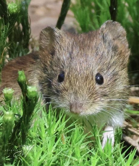 Rosse Woelmuis