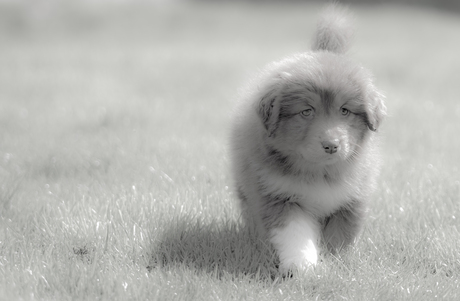 Australien Shepherd Pup