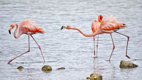 He, niet zo snel, wacht toch even!