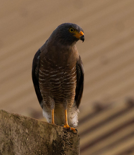 Wegbuizerd