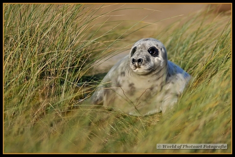 Grijze zeehond pup