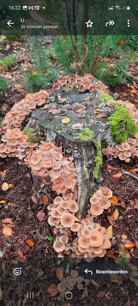 De boom krijgt een sjaal om