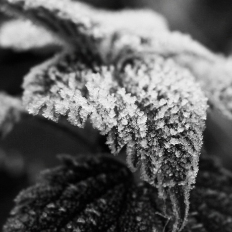 Frosty leaf