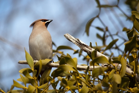 Pestvogel 1