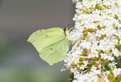 In eigen tuin