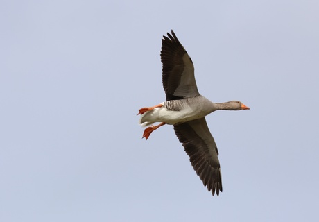 Grauwe gans