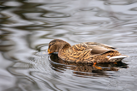 swimming in deep water