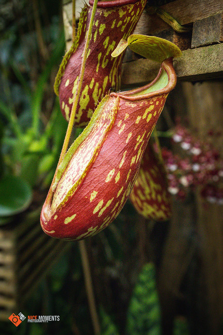 Tropische bekerplant (Nepenthes ×hookeriana)