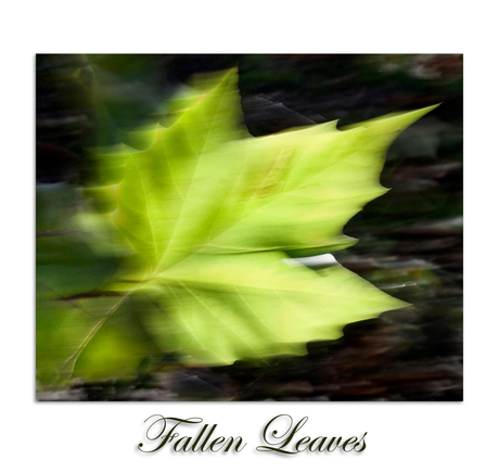 Fallen leaves