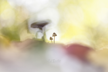 Mushrooms in a colorful environment - Verschillend gekleurde bladeren heb ik gebruikt om hier wat meer kleur in de voorgrond te brengen.

"The soul becomes dyed with the color of its thou - foto door bobphoto op 12-10-2022 - locatie: Jan Verfailleweg, 1783 BW Den Helder, Nederland - deze foto bevat: paddenstoelen, herfst, licht, pastel, bokeh, natuur, kleurrijk, nederland, den helder, canon, canon eos 6d mark ii, ef100mm f/2.8l macro is usm, iso 100, diafragma ƒ/2.8, sluitertijd 1/60s, brandpuntafstand 100mm, geleedpotige, plant, natuurlijk landschap, bloemblaadje, hout, tinten en tinten, gras, landschap, insect, plaag