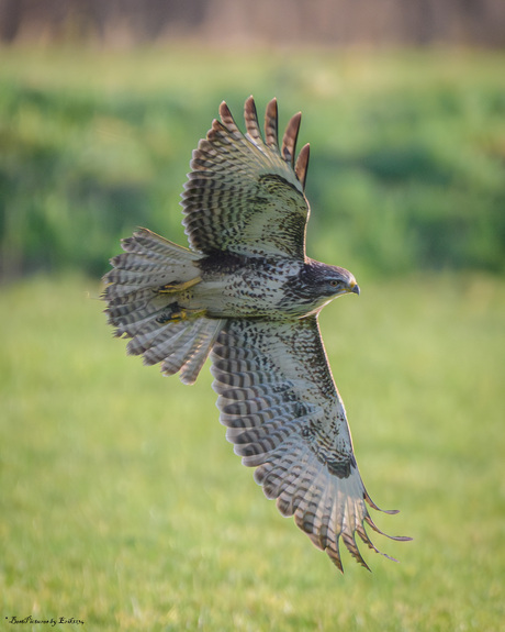 Buizerd in vlucht