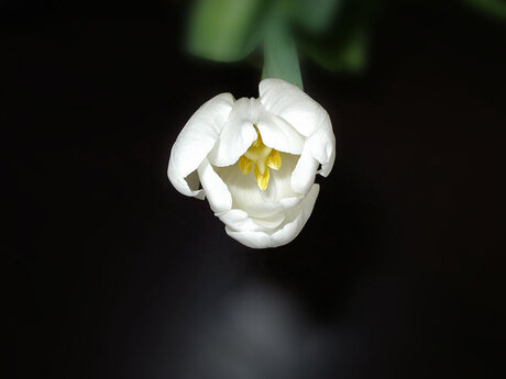 Tulpen uit veenendaal