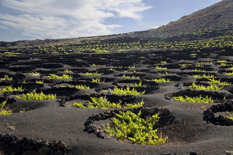 Lanzarote 83