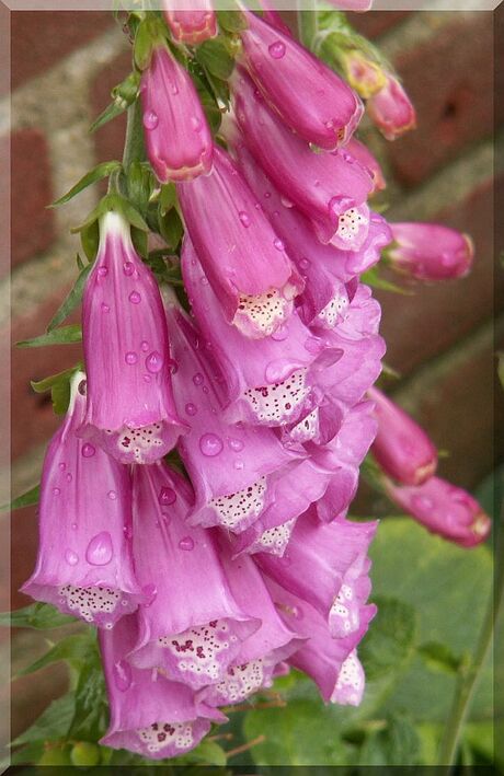 Digitalis