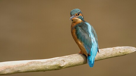 ijsvogel 