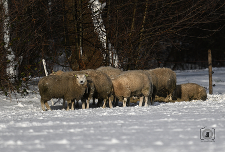 schapen in de wind