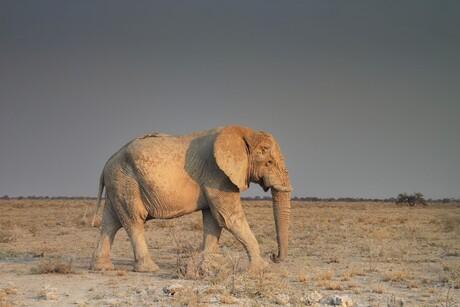 De eenzame olifant