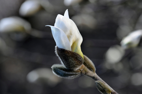 ontluikende magnolia