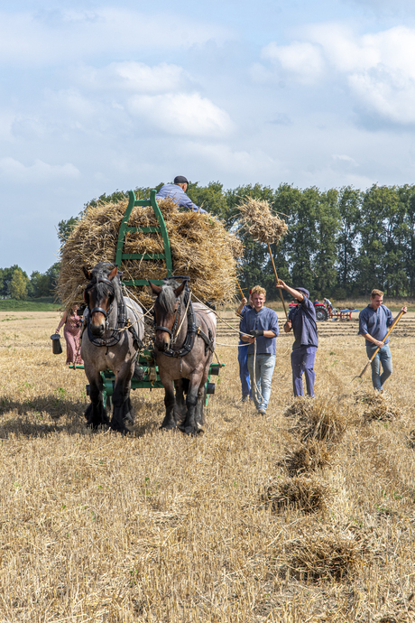 Oude ambacht oogstdemonstratie